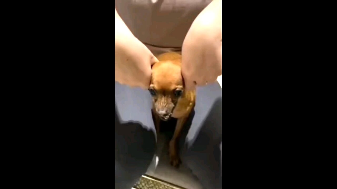 funny dog
