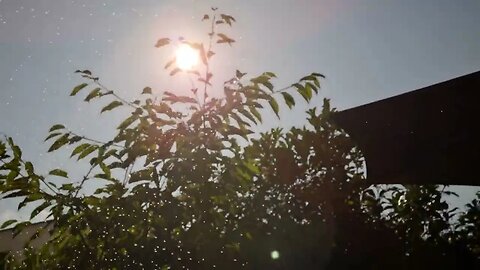 8K Garden