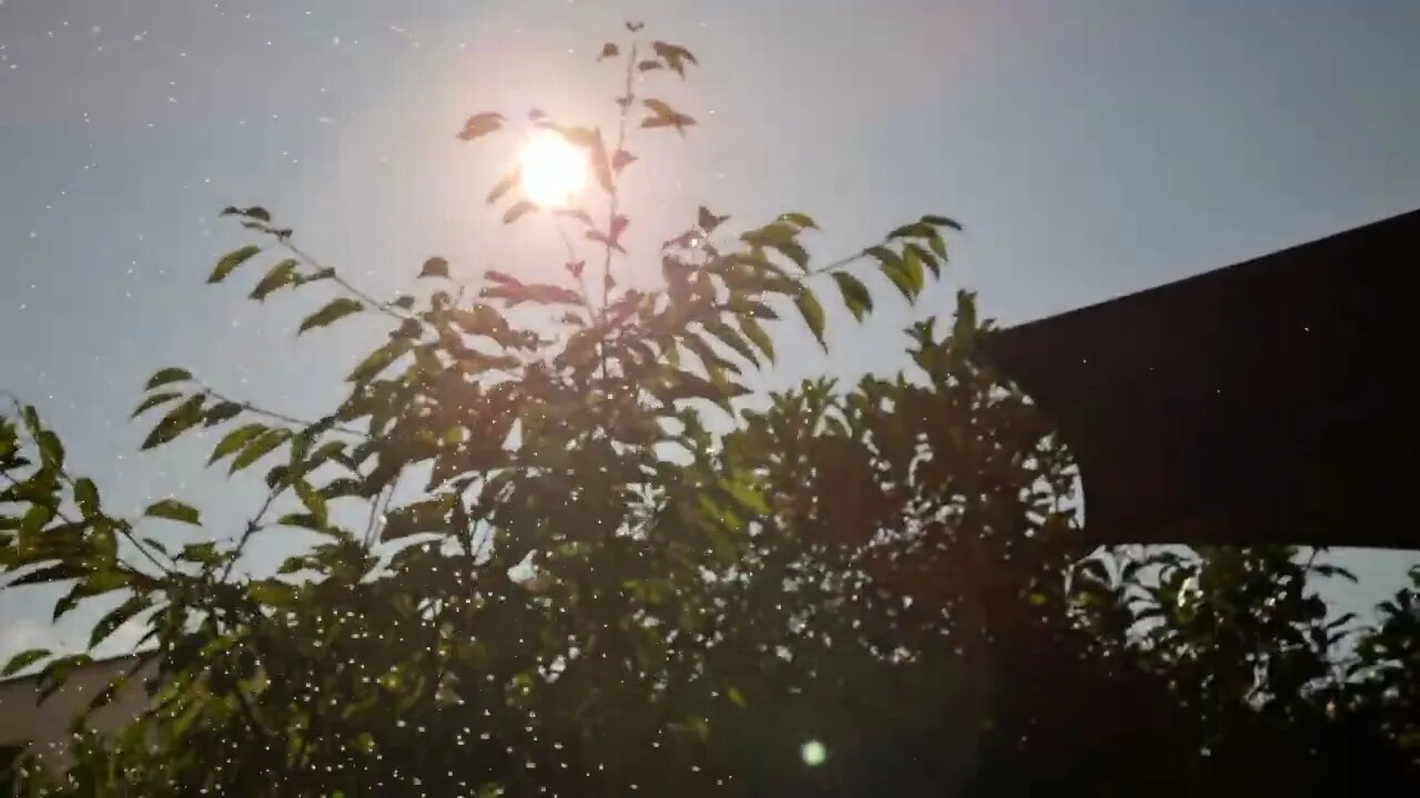 8K Garden