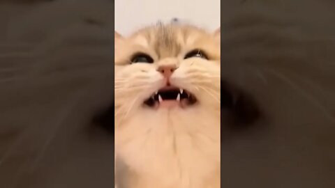 Anak kucing meow meong lucu viral #short #catsoftiktok #cats #kucingimut