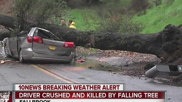 Driver crushed, killed by falling tree