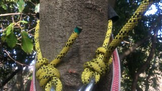 Tree climbing