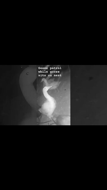 Geese patrol while goose sits on nest #geese #pilgrimgeese
