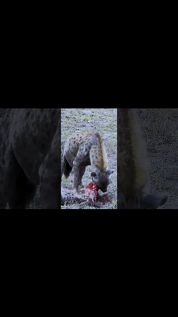 Rival Hyena Eaten Headfirst! | #shorts #shortsafrica #augdailyshorts