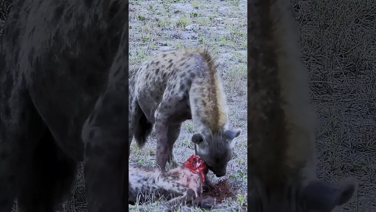 Rival Hyena Eaten Headfirst! | #shorts #shortsafrica #augdailyshorts