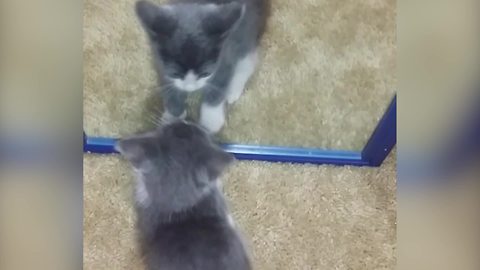 Funny Cat Plays With Her Reflection In A Mirror