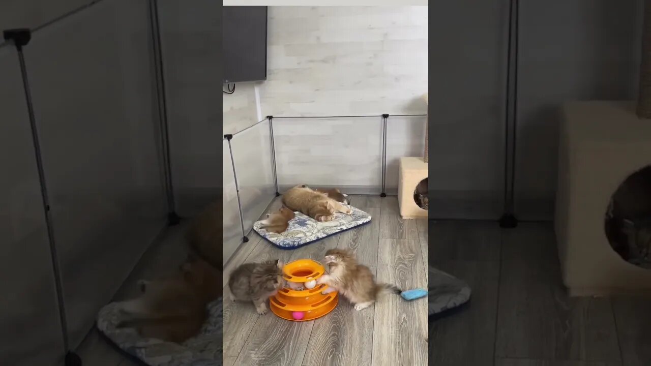 Kittens are playing with toy balls 🏀 🐈