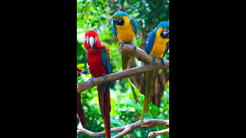 Beautiful Parrot