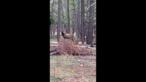 Called a spike elk in from 300yds to 40 yards