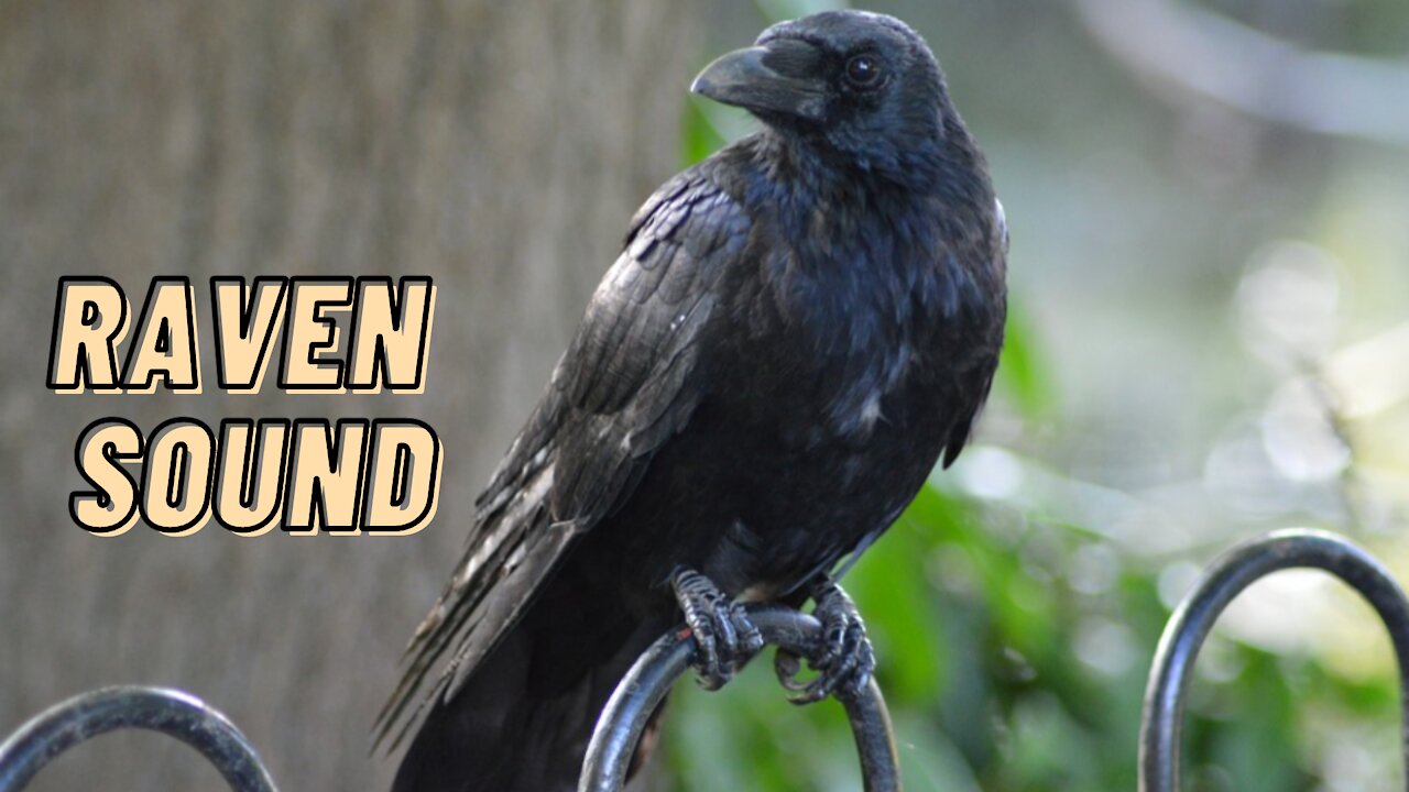 Raven Crow Sound Effect | Raven Voice Bird Video By Kingdom Of Awais