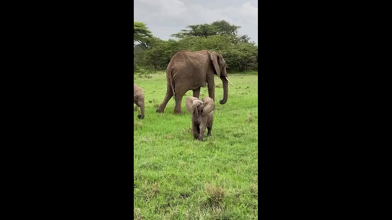 🐘the cutest baby elephant🐘