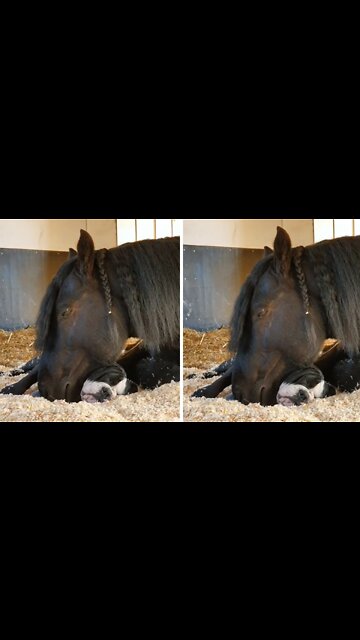 Horse & Pup Besties Share Cute Nap Together