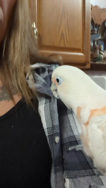 He Is Obsessed With Buttons