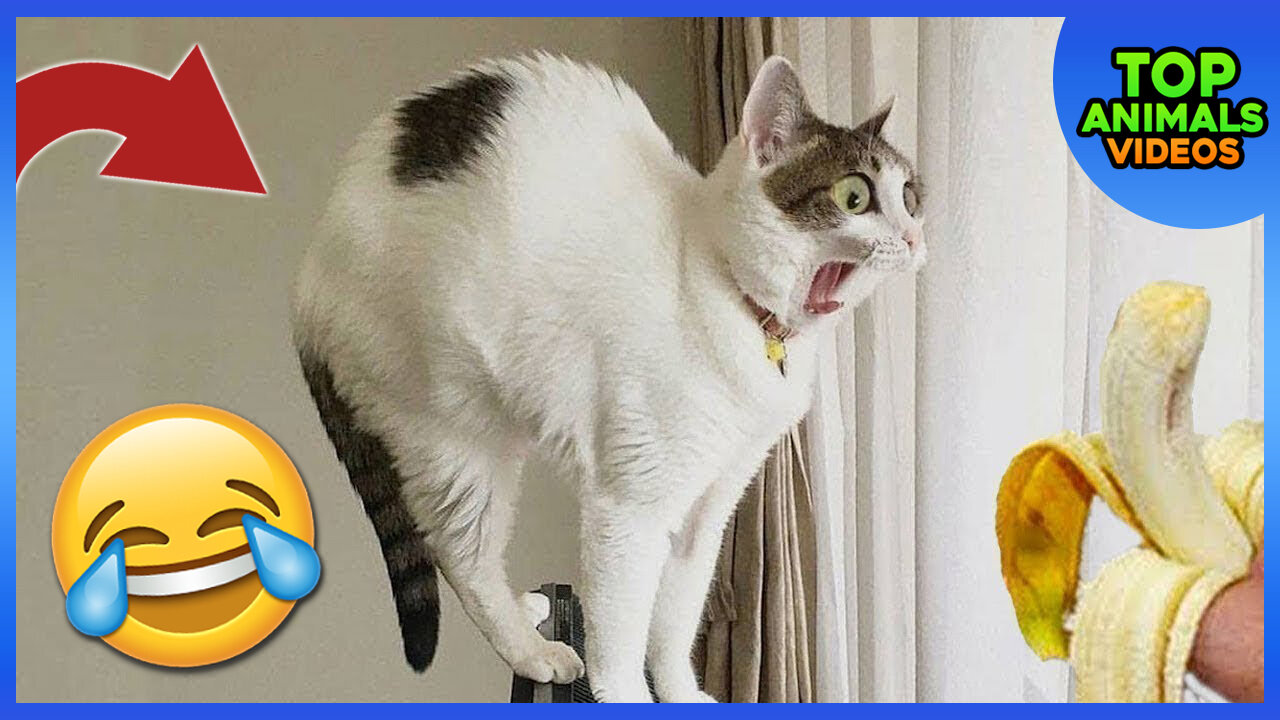 🔴 CUTE PETS AND FUNNY ANIMALS | COMPILATION #8 🐶🐱😂