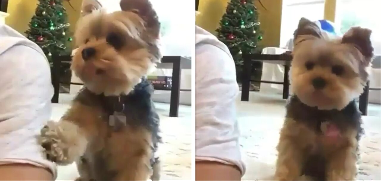 He is ignoring his cute puppy ... see her hilarious angry reaction !