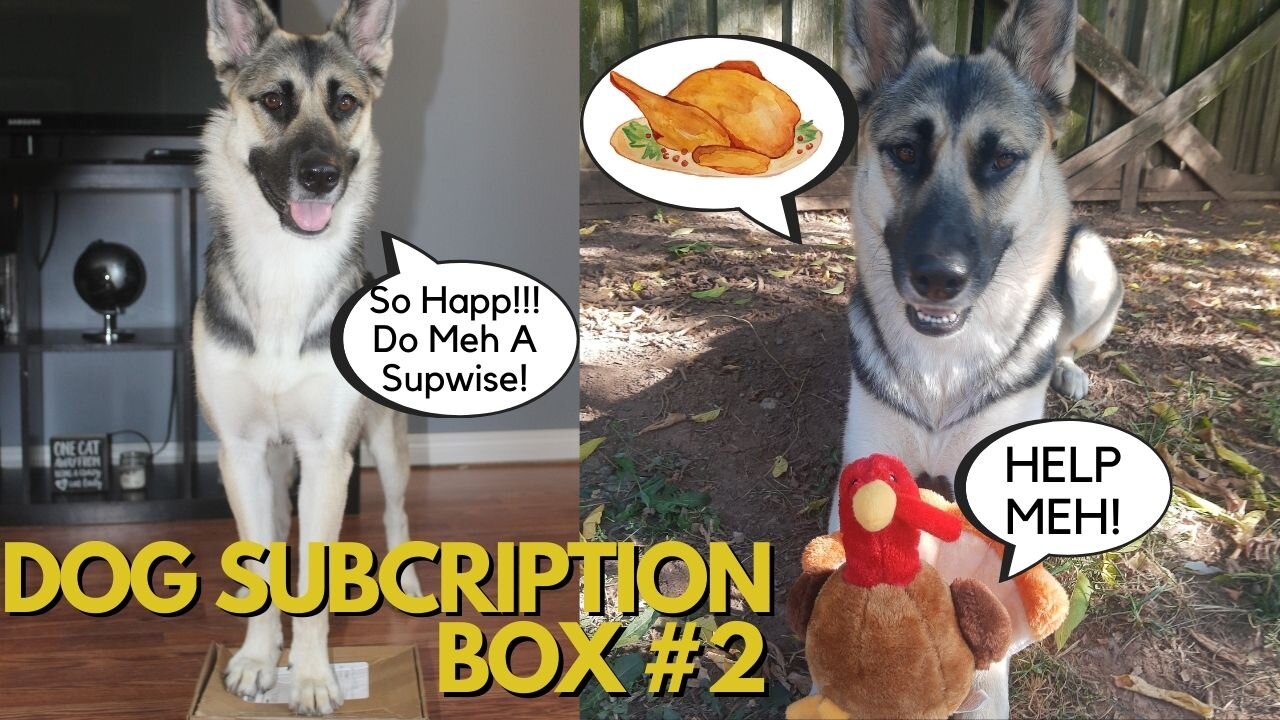 Dog Subscription Box "Thanksgiving Themed" / Husky-Shepherd Mix Opens Her Own Box + Taste Test