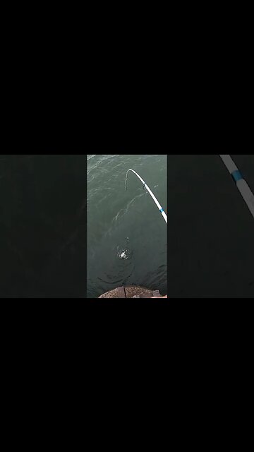 SHE GOT SHOULDERS!! Lake Erie LMB!