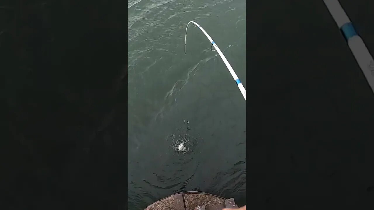 SHE GOT SHOULDERS!! Lake Erie LMB!