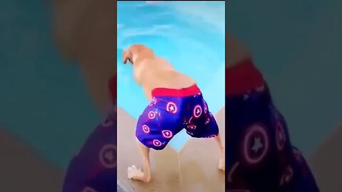 animals funny videos || #funny #shorts #youtubeshorts #funnyvideo #funnyvideo #viral #new #youtube