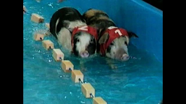 Piggy Olympics