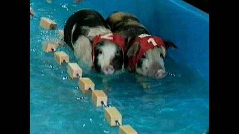 Piggy Olympics