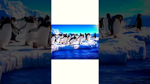 penguins diving in water | ua58sb #shorts #animals #penguin