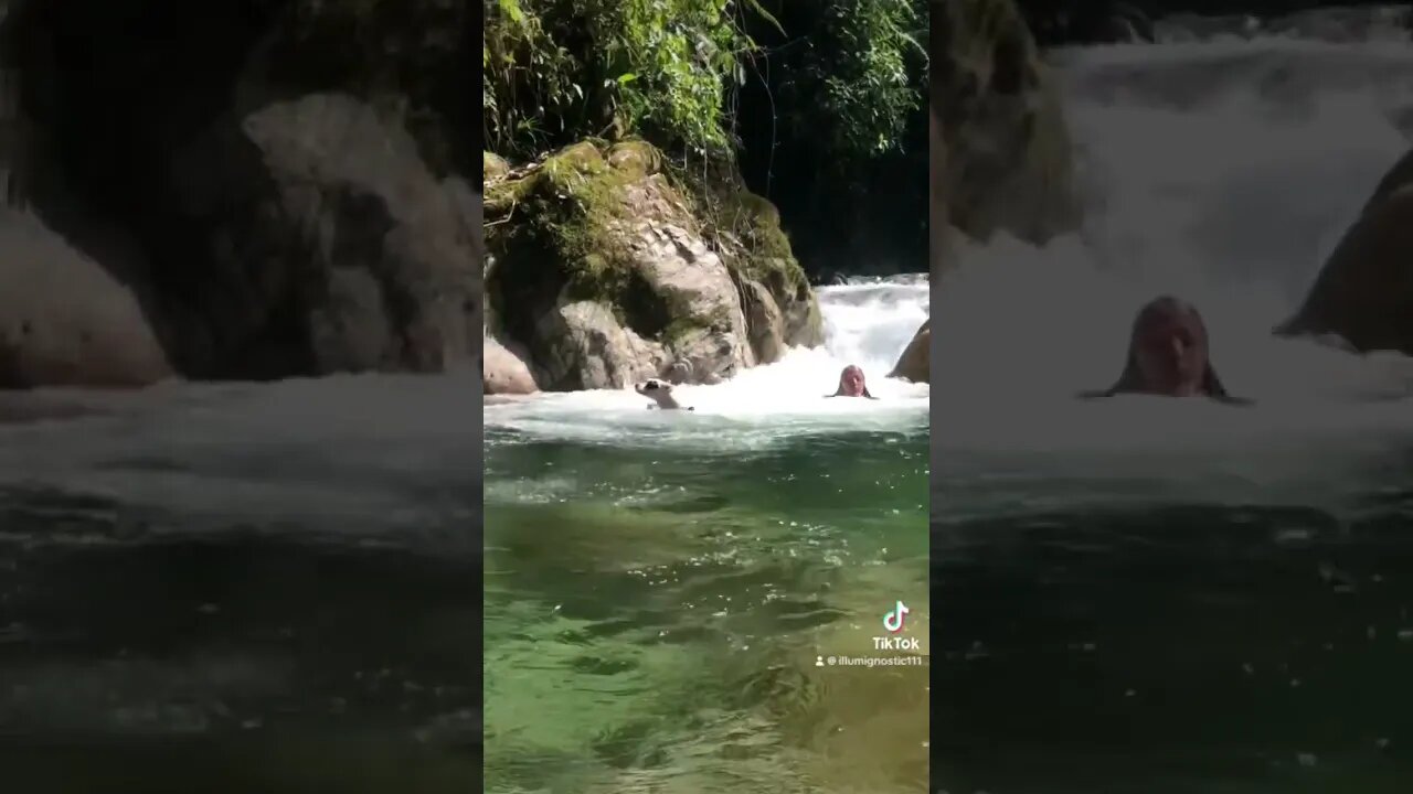 Taught my Pitbull to Swim in a Jungle Waterfall #shorts #amazonrainforest #pitbull