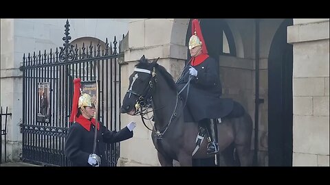 Picking hay from the Horses mouth #horseguardsparade