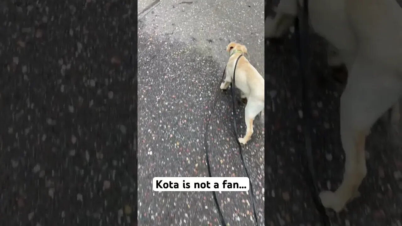 Our puppy got TANGLED with a broken leash #animals #shorts