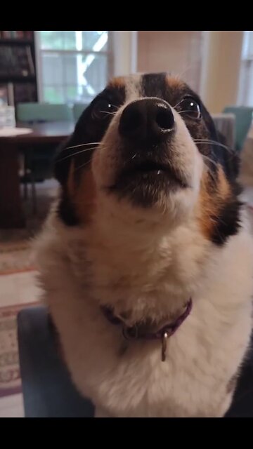 Sugar Biscuit Holds The High Ground