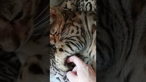 Tickling my cat's toe beans #tickletoes #bengalcat #worldsnicestcat