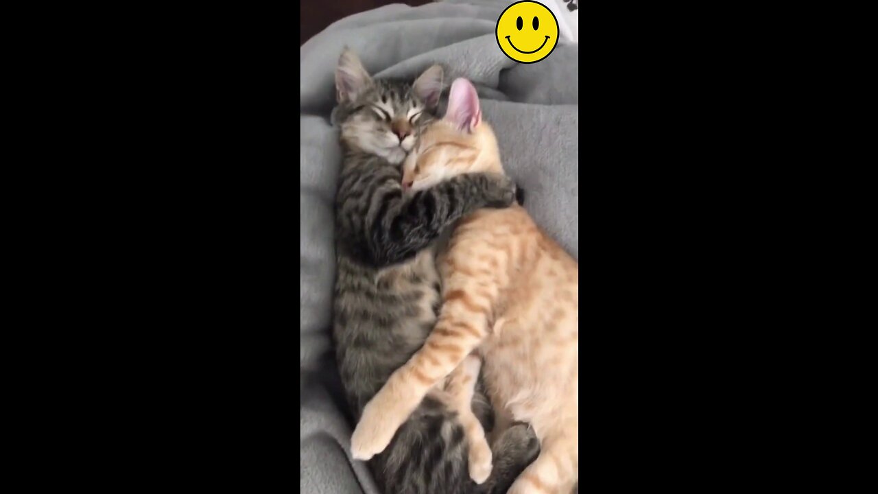 True love between cats