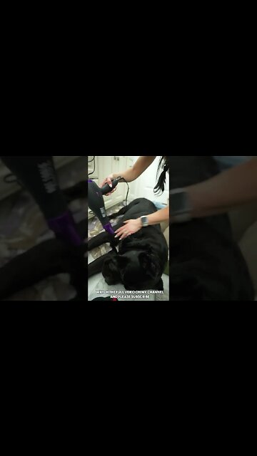 CUTE Dog Falls Asleep Being Blow Dried #shorts #dog #cutedog