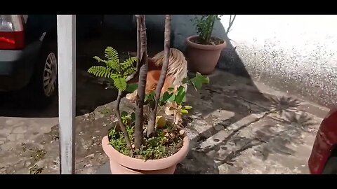 #dogshow , #animals , #dogs