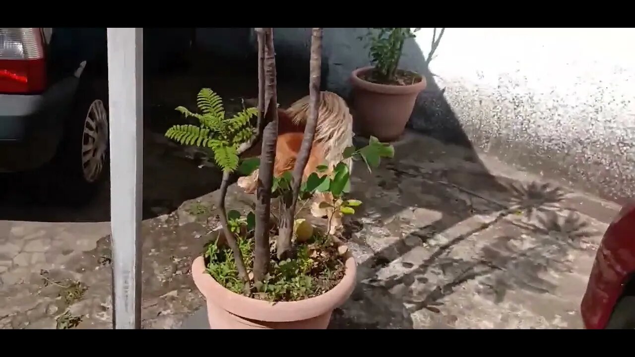 #dogshow , #animals , #dogs