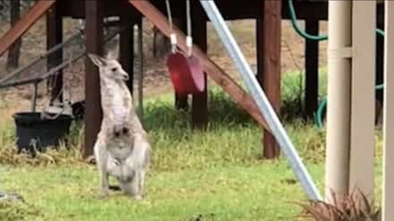 Un bébé kangourou s'amuse sur une balançoire