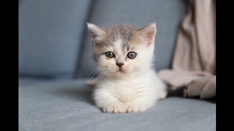 cats funny pets epic2
