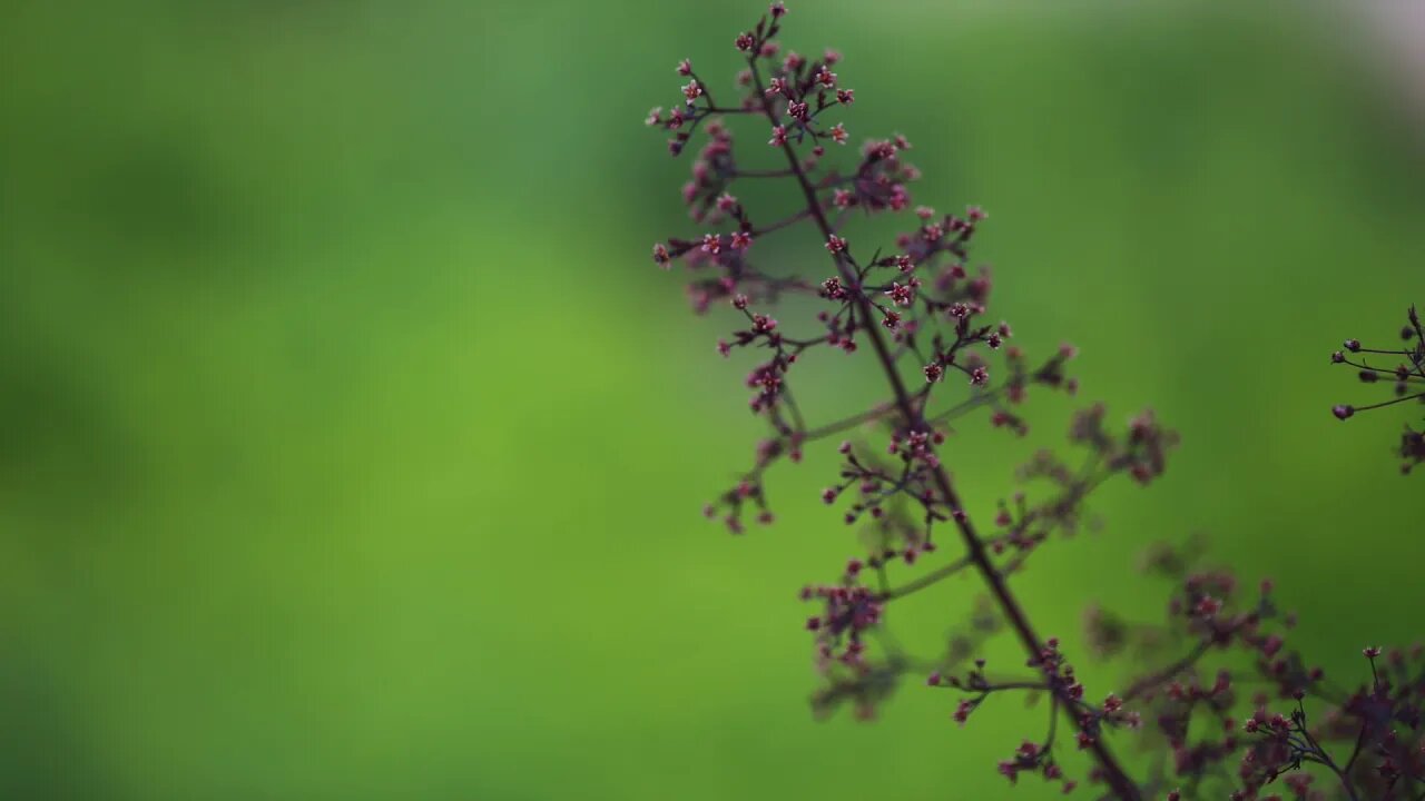 Deep Bokeh Plant and Flower Photos with Blurry Background.