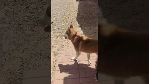 Ginger Playing Catch with Her 🦴Bone