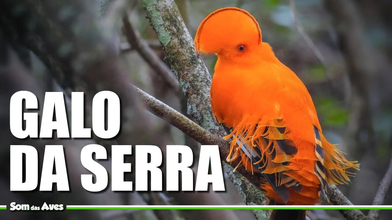 O Belo GALO DA SERRA (Rupicola rupicola)...Galo da Rocha