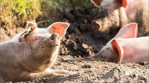 We Rescued a Momma Pig Nursing 3 Babies!!!