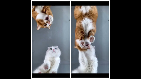 cats abusive relationship