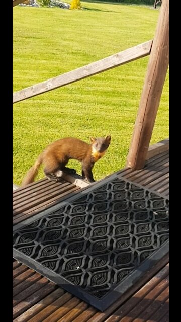 Friendly Pine Marten loves to visit this home's garden