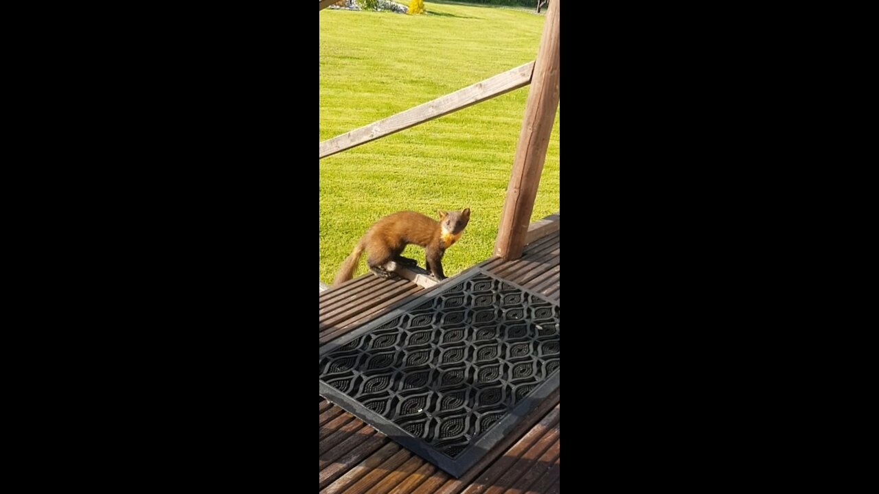 Friendly Pine Marten loves to visit this home's garden