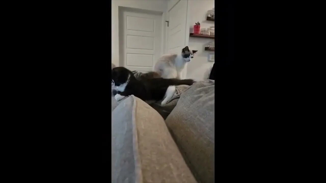 Dogs wanting attention this morning!