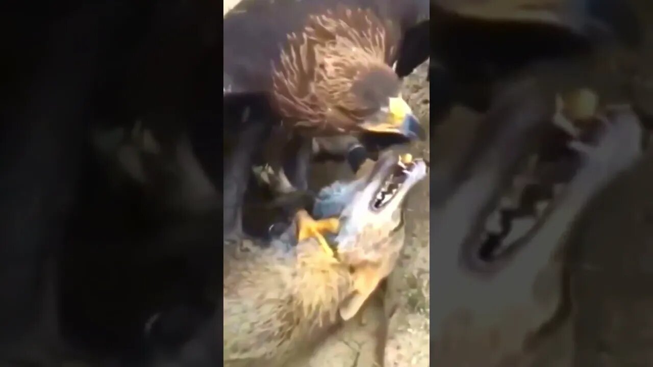 Aguias pegando raposas de jeito