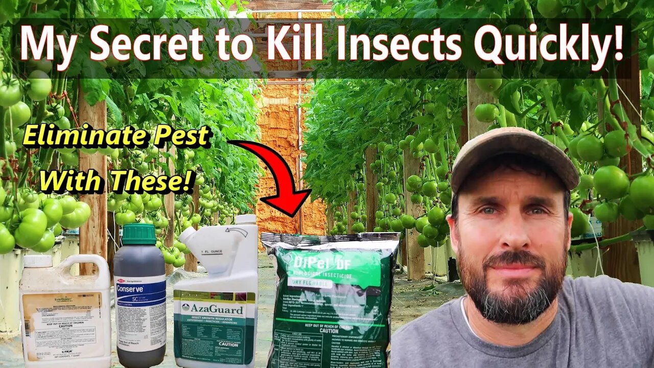 How to Kill Insect Pests on Your Tomatoes!