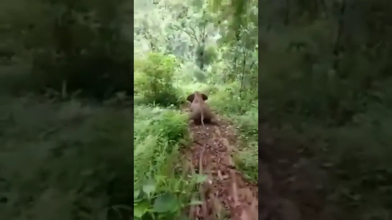 A little elephant is having fun in the forest like this #shorts
