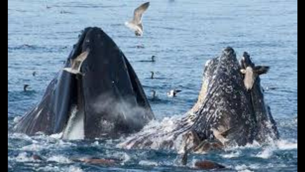 TOP 10 Intresting Facts About Whales😱🌊🐳🐋