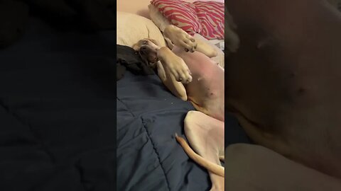 Bwhahahaha #shorts #dogs #love #shortsvideo #happy #like #short #shortvideo #happydog #realdog